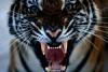 BigCat's Avatar